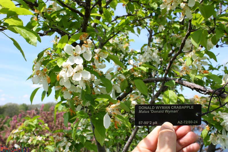 Donald Wyman Crabapple - Malus 'Donald Wyman'