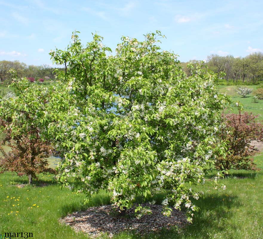 Donald Wyman Crabapple - Malus 'Donald Wyman'