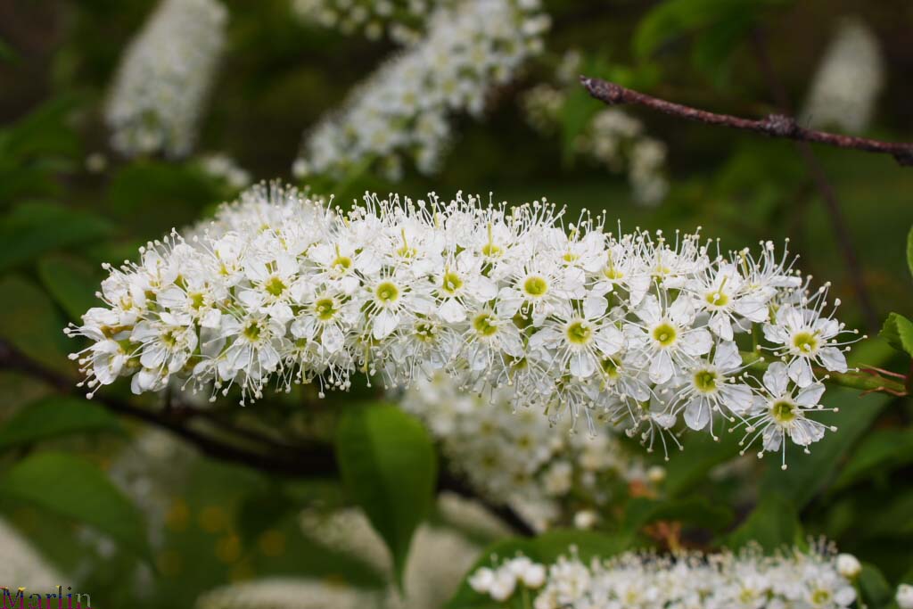 Prunus grayana