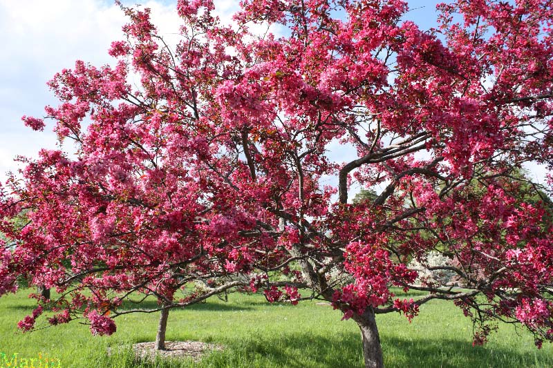 Liset Crabapple