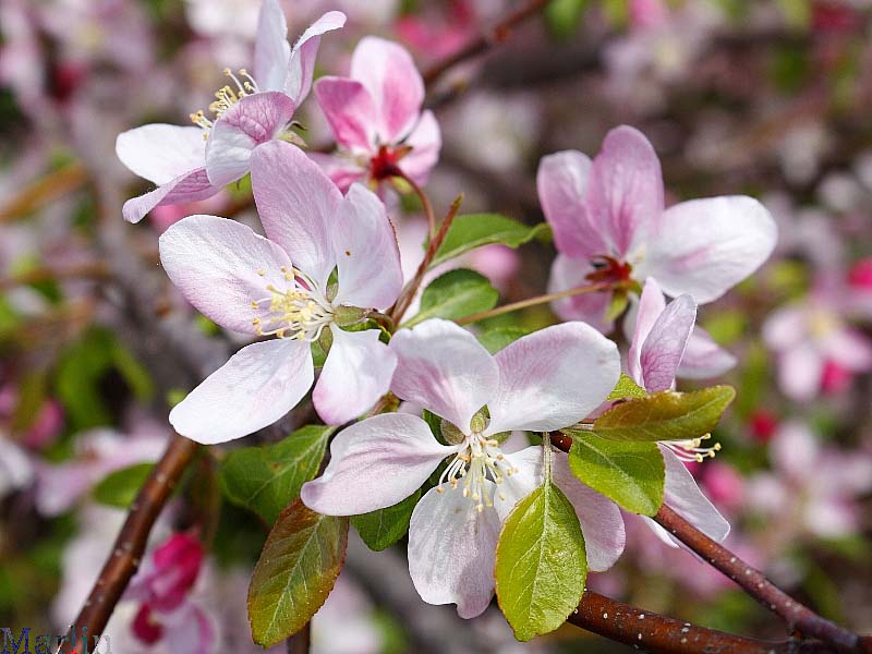 Louisa Crabapple Blossoms