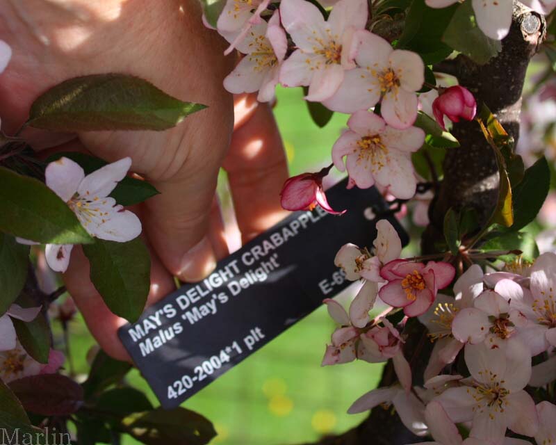 May's Delight Crabapple