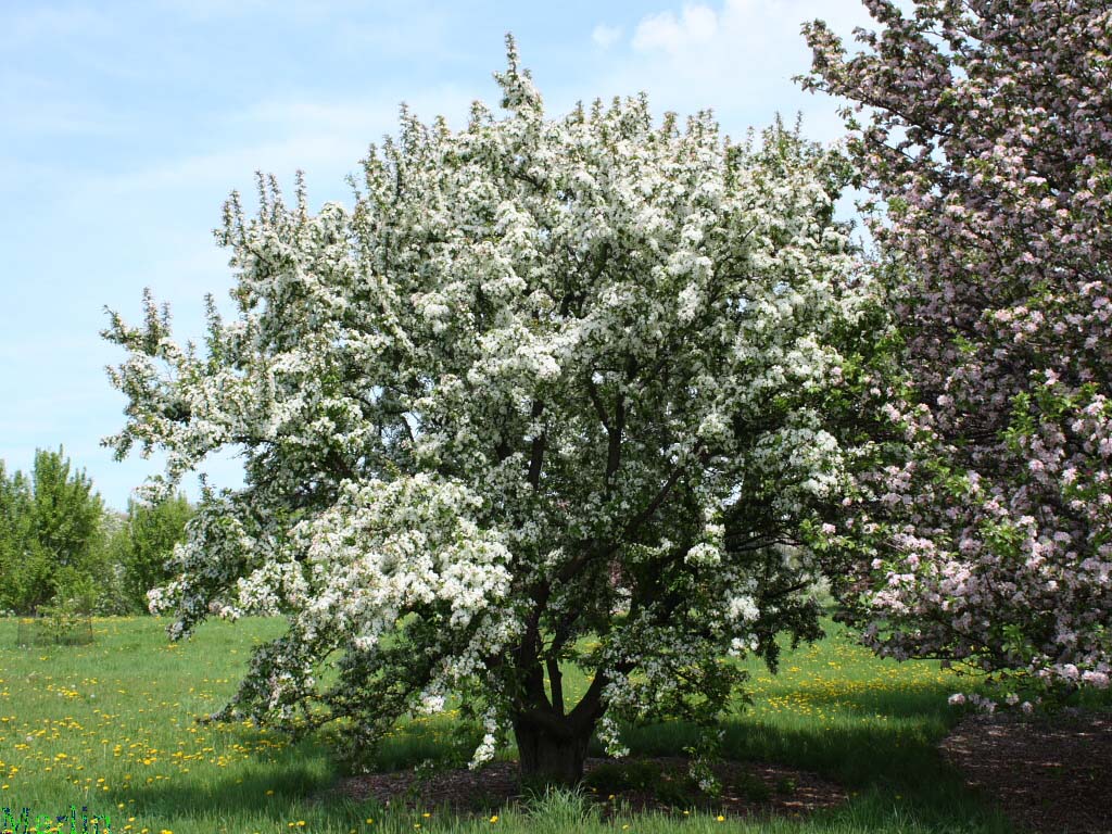 Pratt's Crabapple - Malus prattii