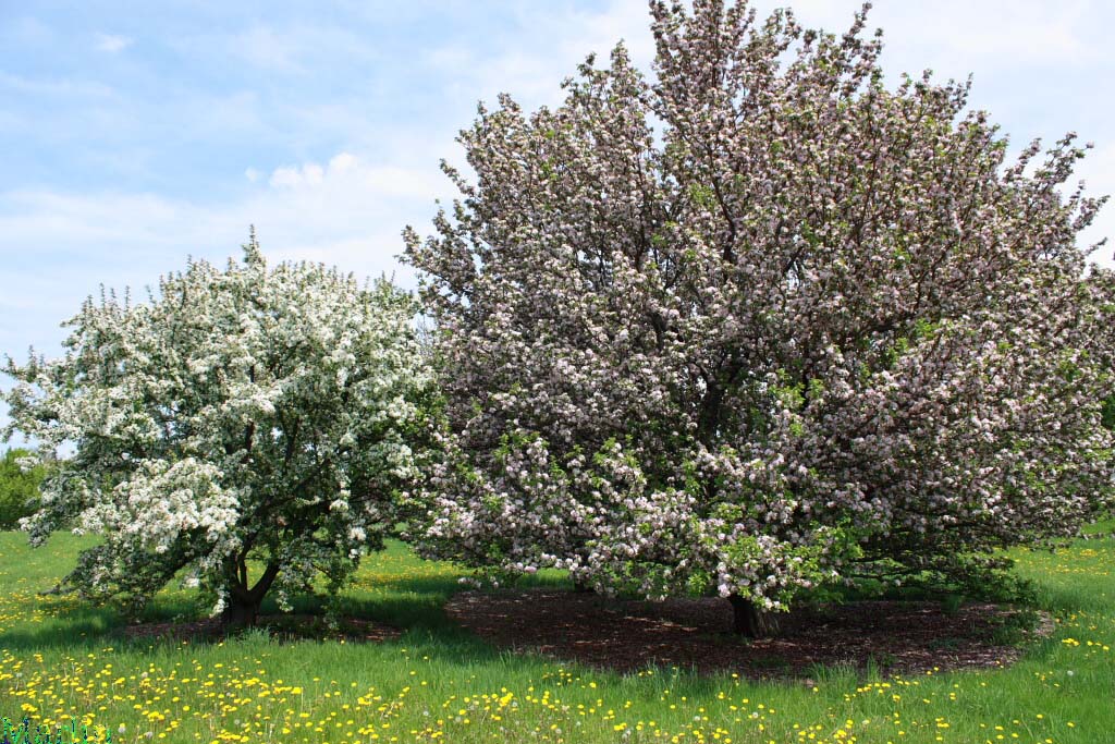 Pratt's and Rivers Crabapples