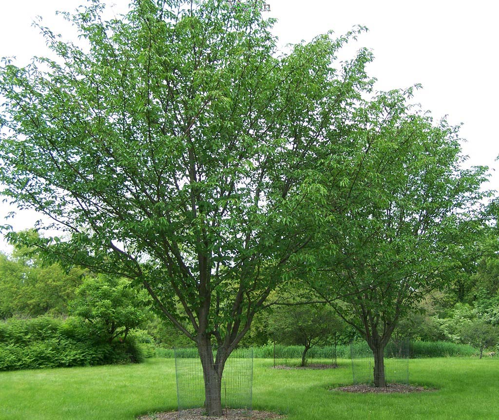 Judd's Cherry - Prunus x juddii