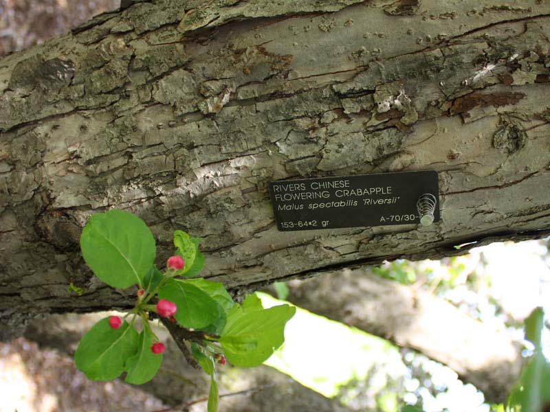 Rivers Chinese Flowering Crabapple