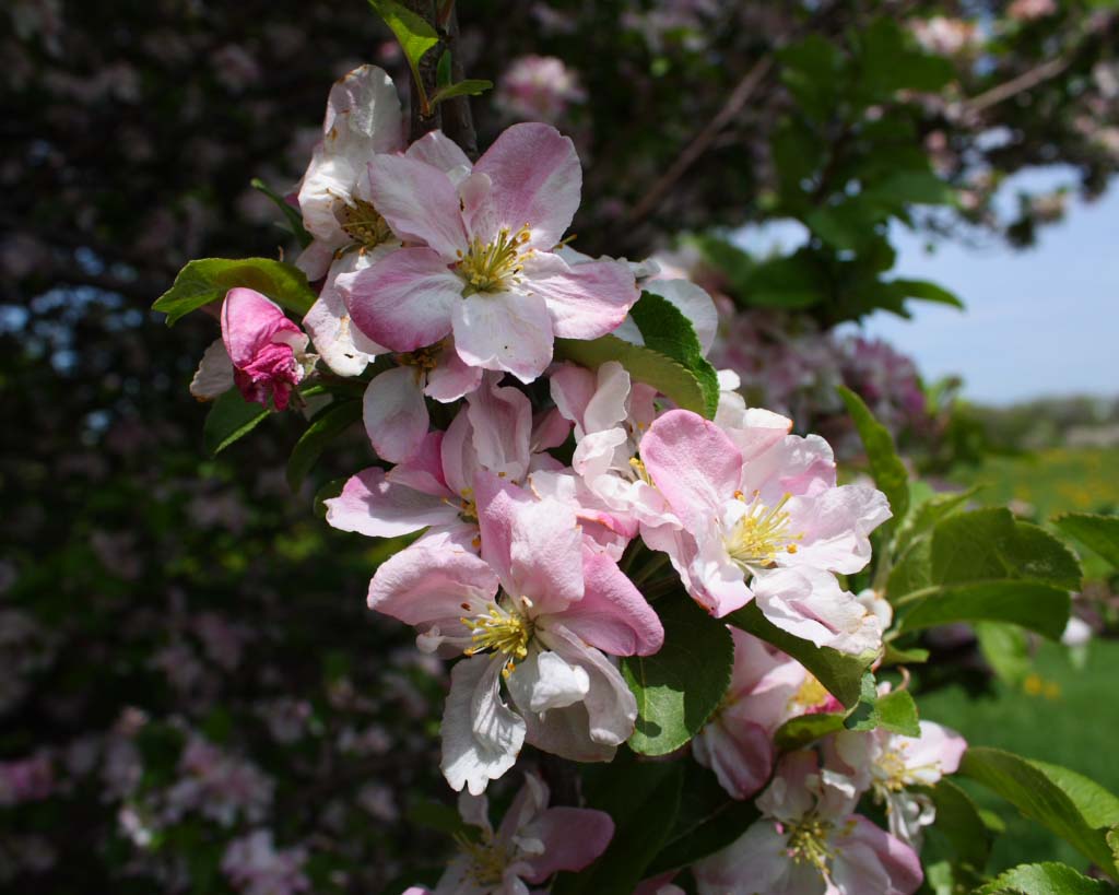 Rivers Chinese Flowering Crabapple