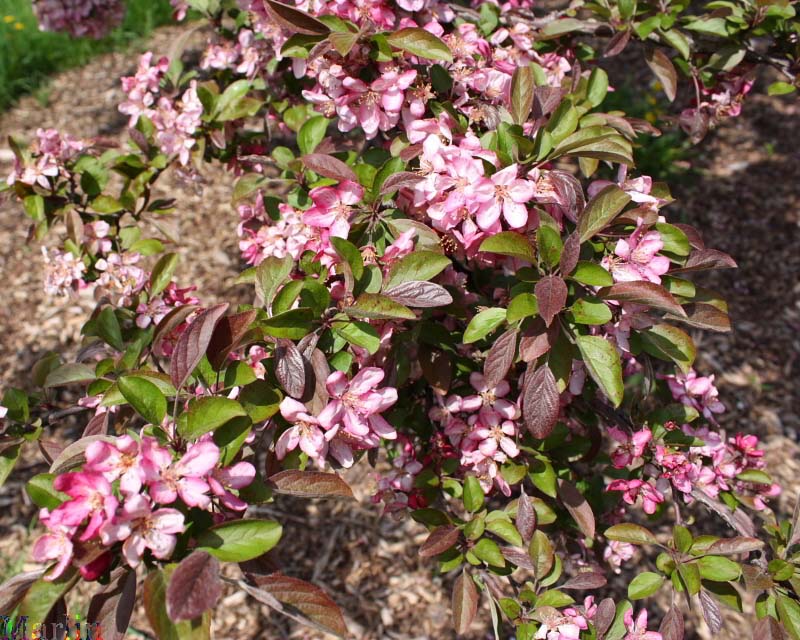 Robinson Crabapple