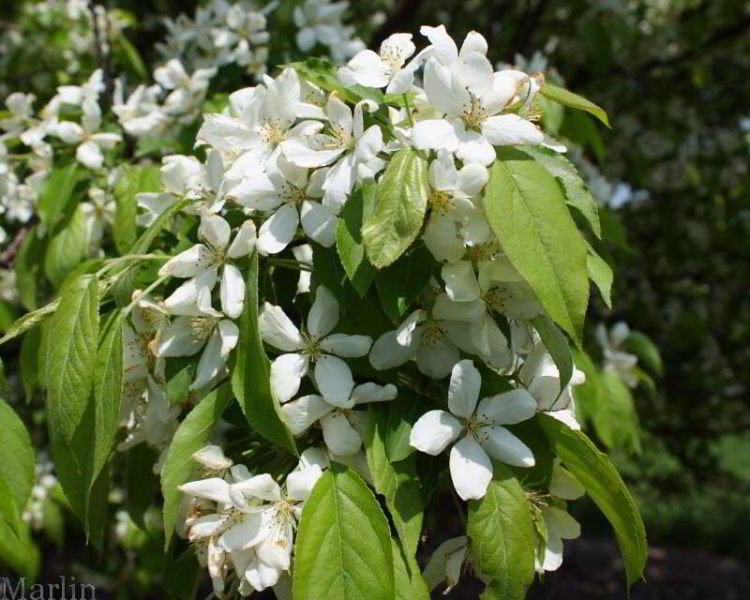 Siberian Crabapple - Malus baccata