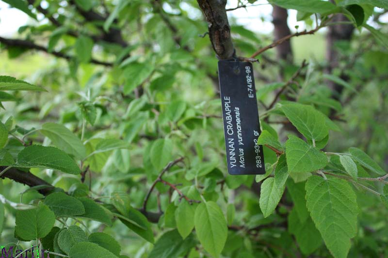 Yunnan Crabapple