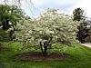 Christmas Holly Crabapple - Malus 'Chrishozam'