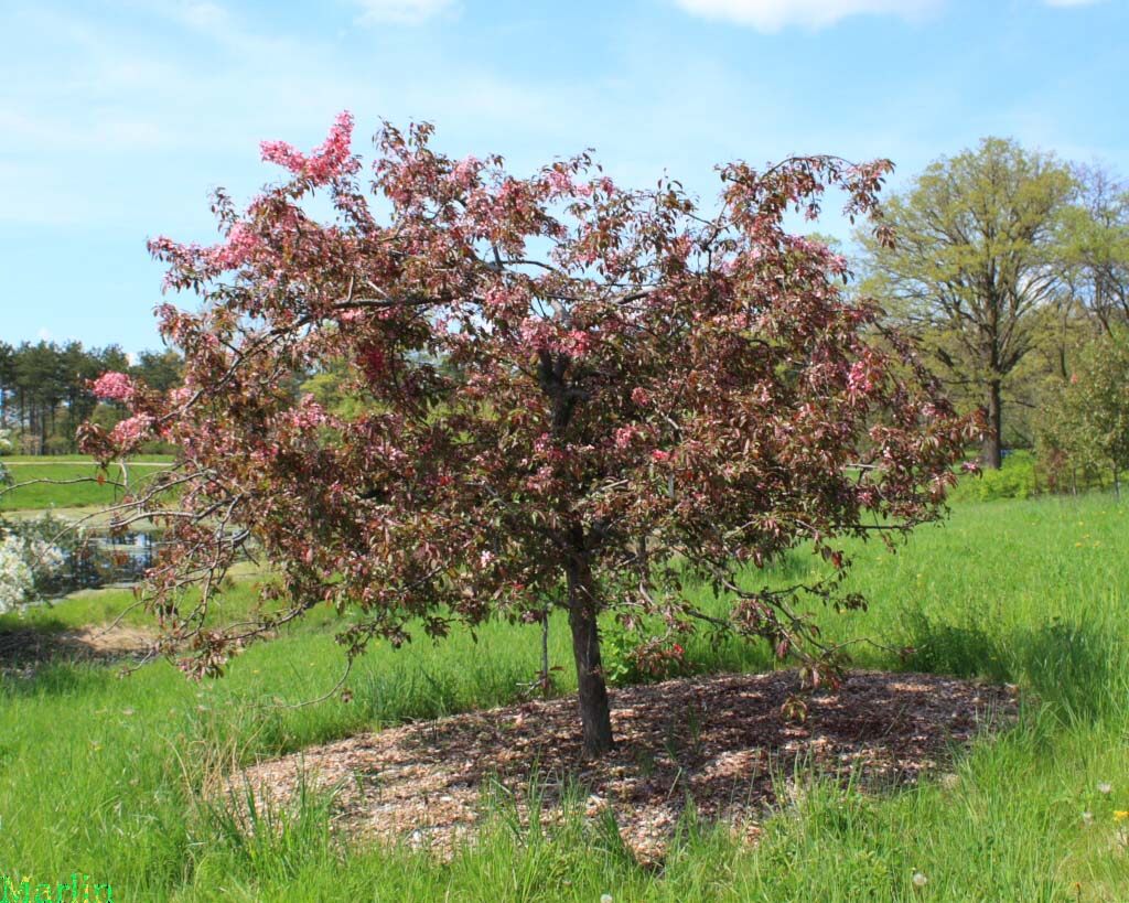 Maria Crabapple Habit