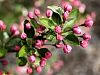 Mary Potter Crabapple - Malus 'Mary Potter'