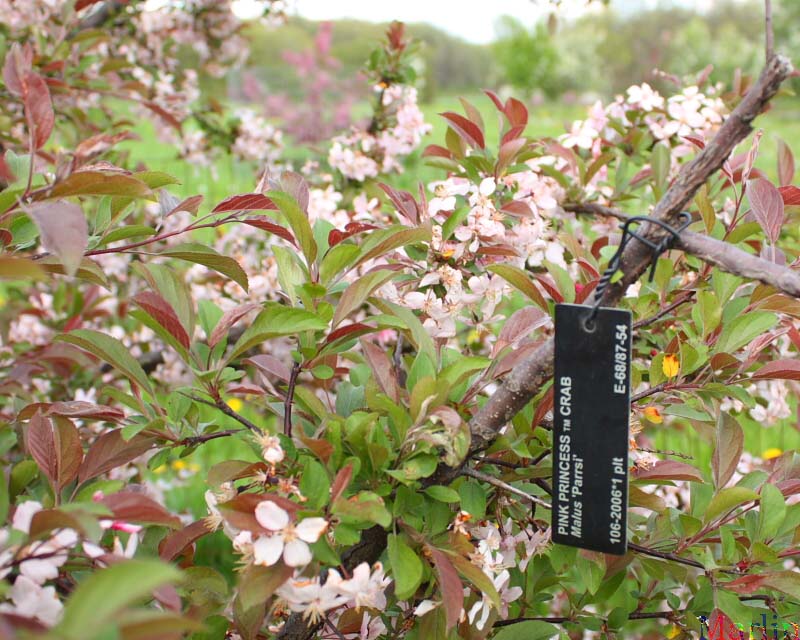 Pink Princess Crabapple