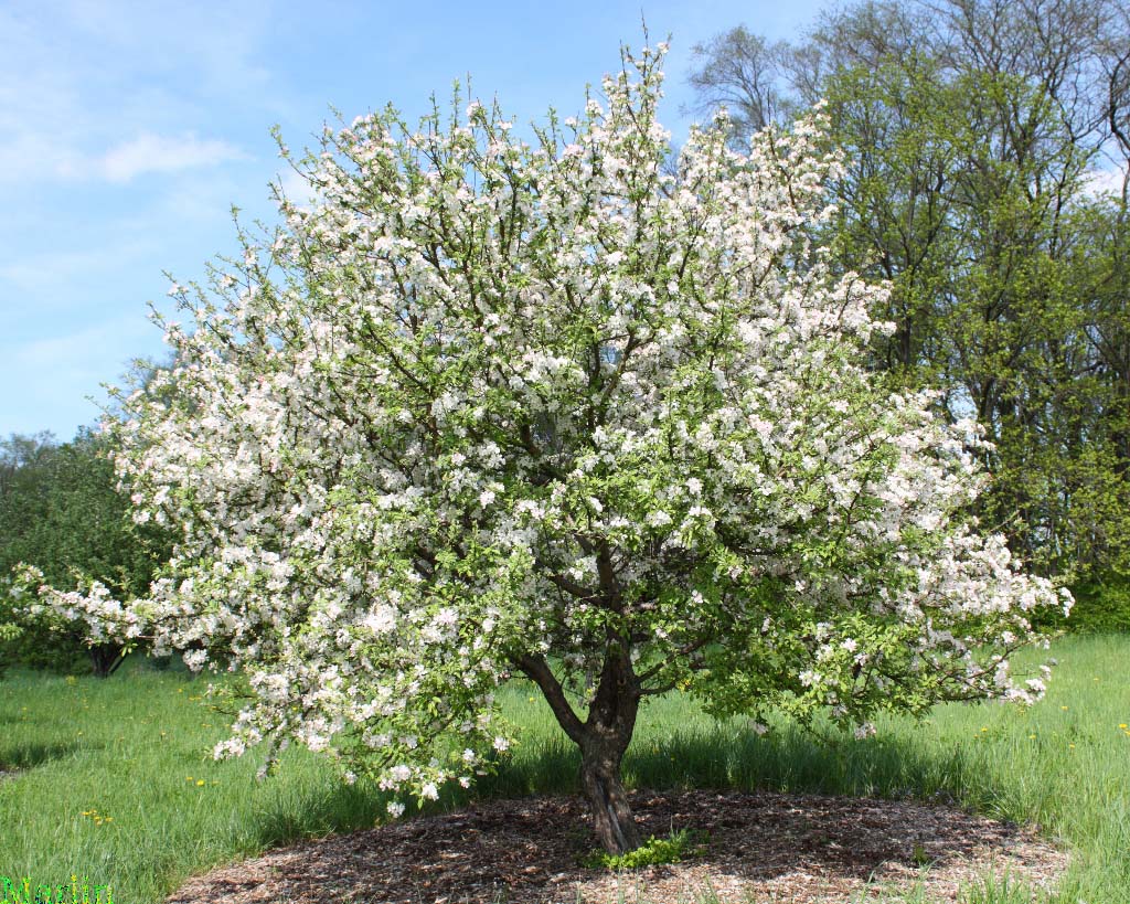 Plum-leaved Crabapple - Malus prunifolia