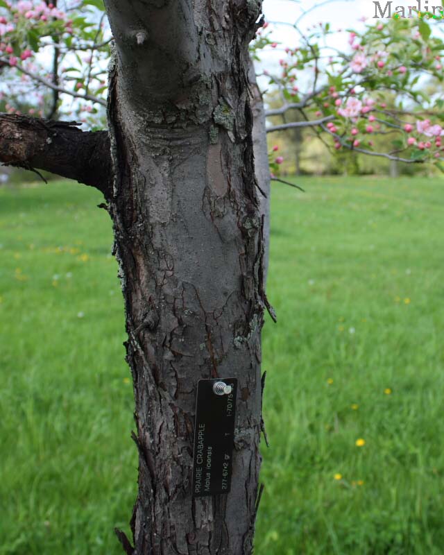 Prairie Crabapple