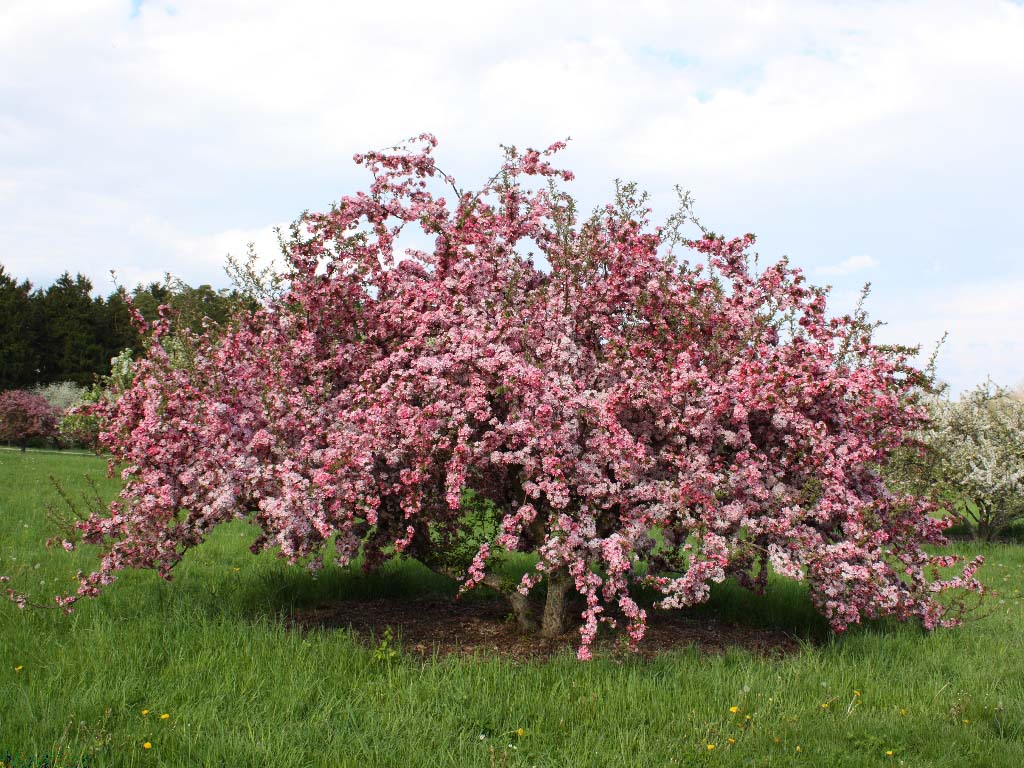 Prairie Maid Crabapple