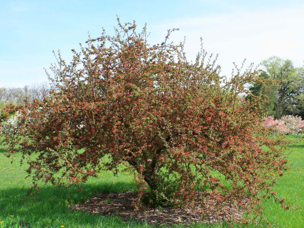Prairie Maid Crabapple - Malus 'Prairie Maid'