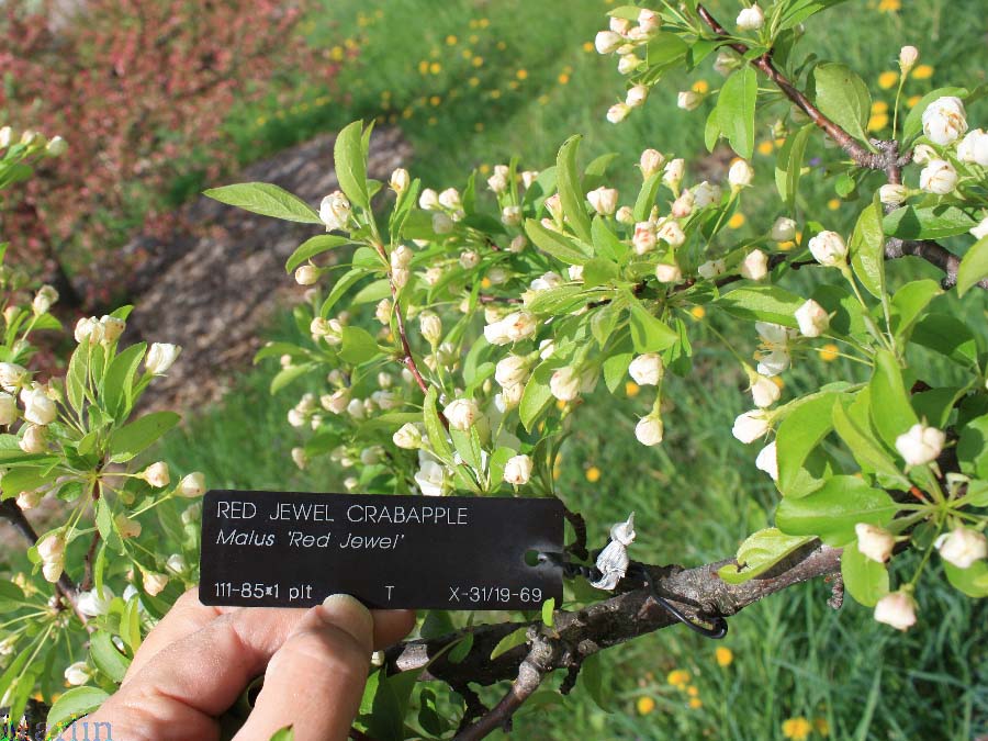 Red Jewel Crabapple