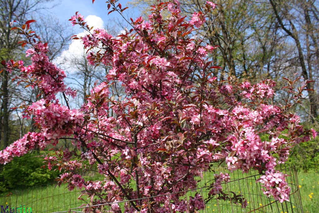 Royal Raindrops™ Crabapple