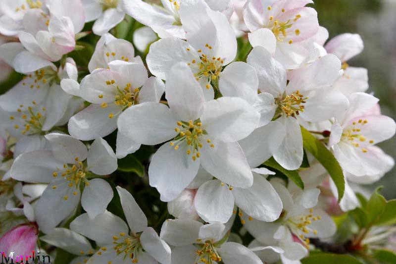 Sugar Tyme™ Crabapple Blossoms