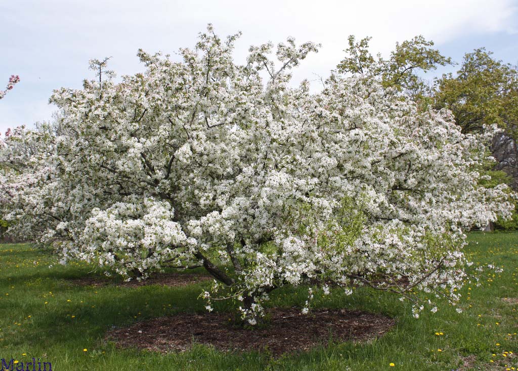 Sugar Tyme™ Crabapple Habit