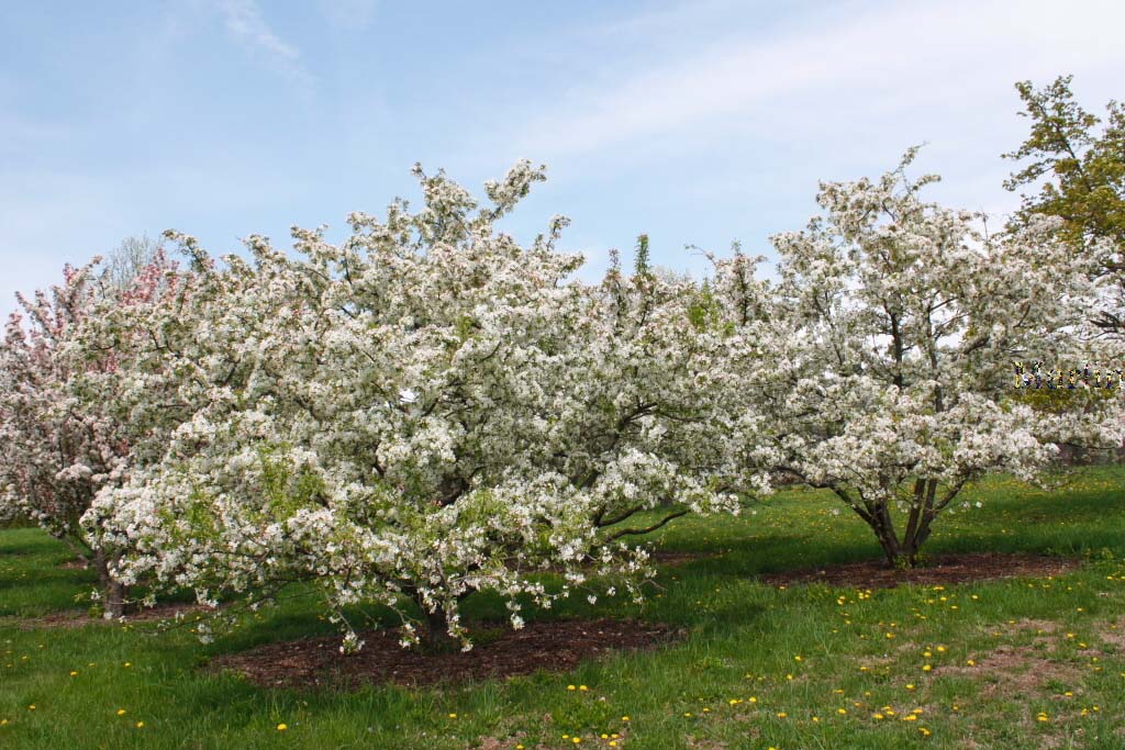 Sugar Tyme™ Crabapple