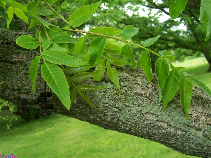 Chinese Cork Tree