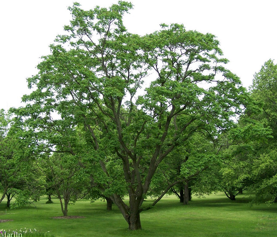 Chinese Cork Tree
