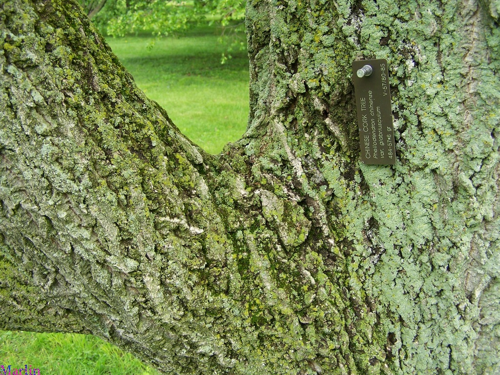 Chinese Cork Tree Bark