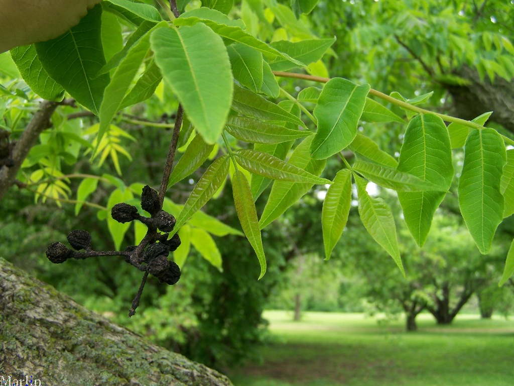 Chinese Cork Tree Foliage