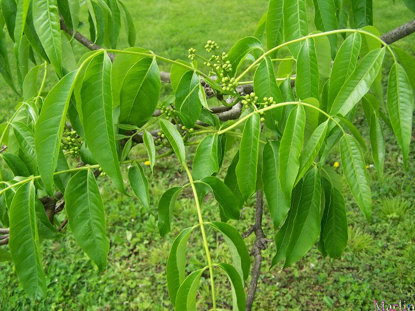Amur Cork Tree Foliage