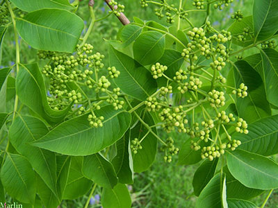Family Rutaceae 