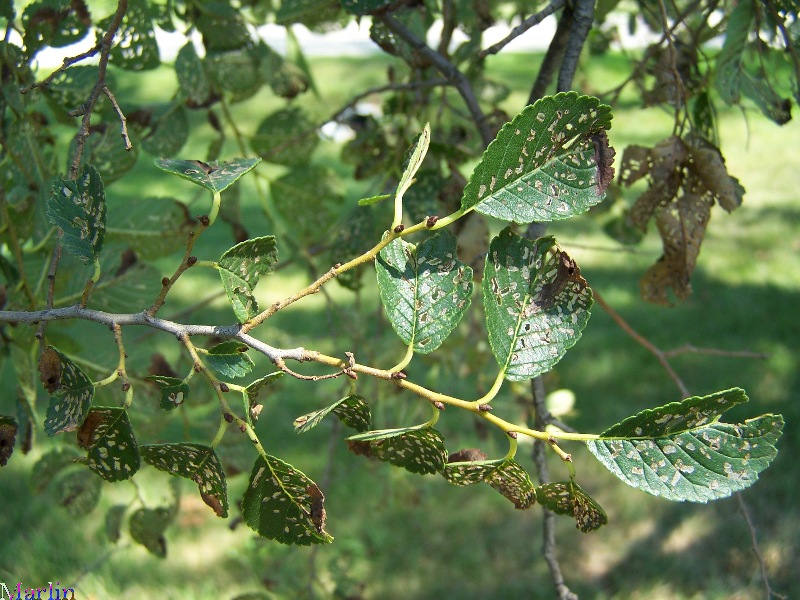 Siberian Elm Foliage