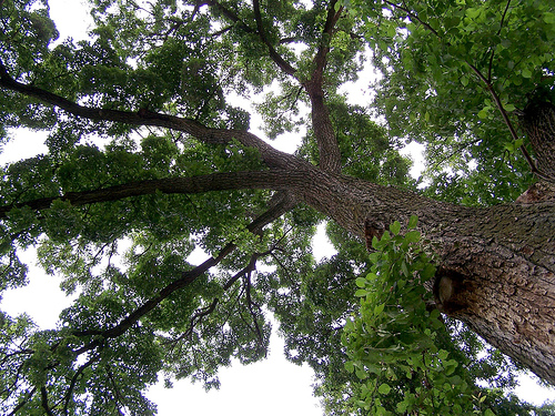 Accolade Elm Accolade Elm
