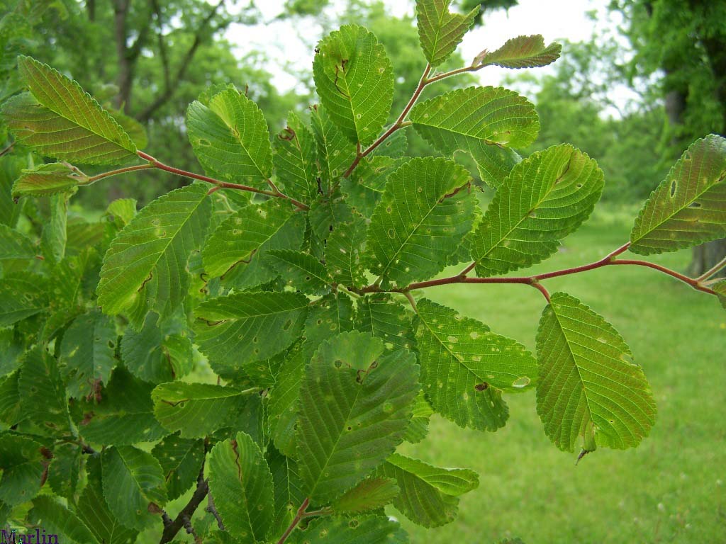Bergmann's Elm Foliage Bergmann's Elm Foliage