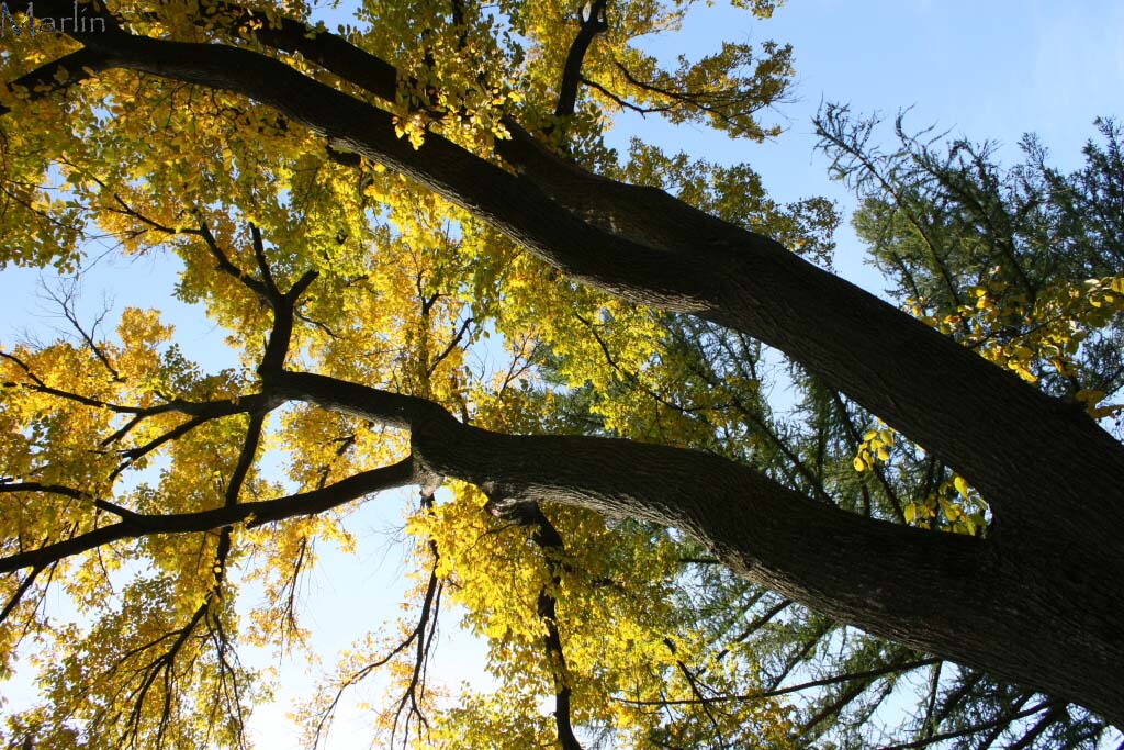 American Elm Tree in Fall Colors
