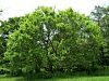 Chinese Elm - Ulmus parvifolia