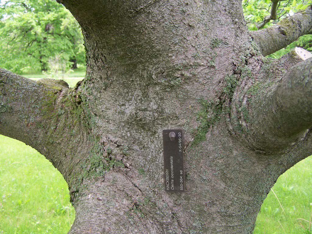 Hackberry Bark