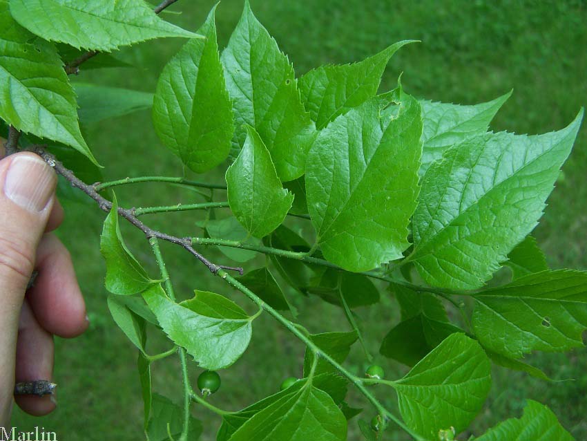 Hackberry Foliage and Fruit