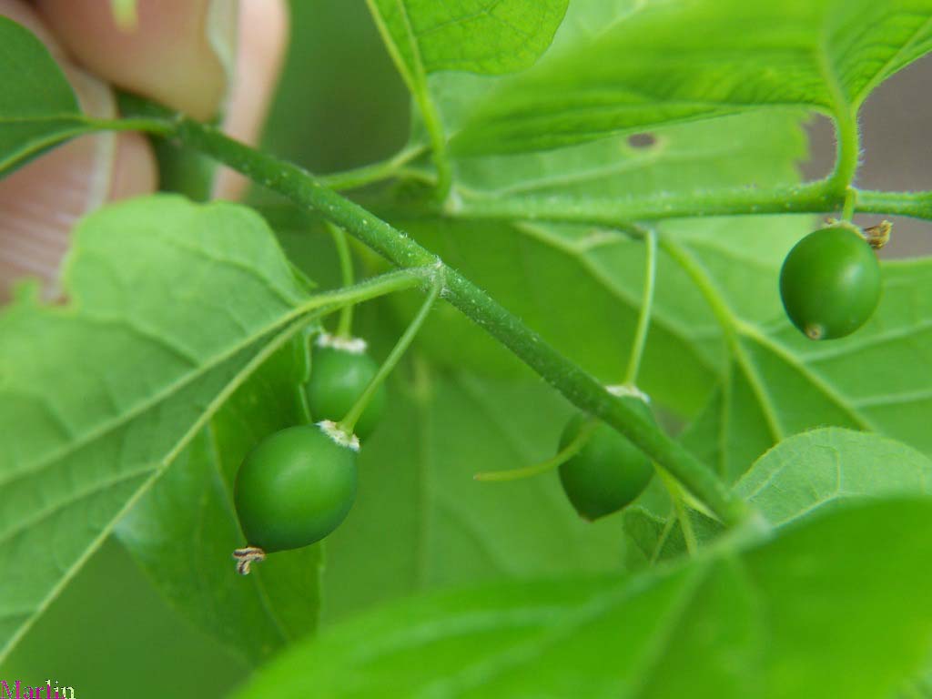 Hackberries