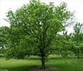 Common Hackberry