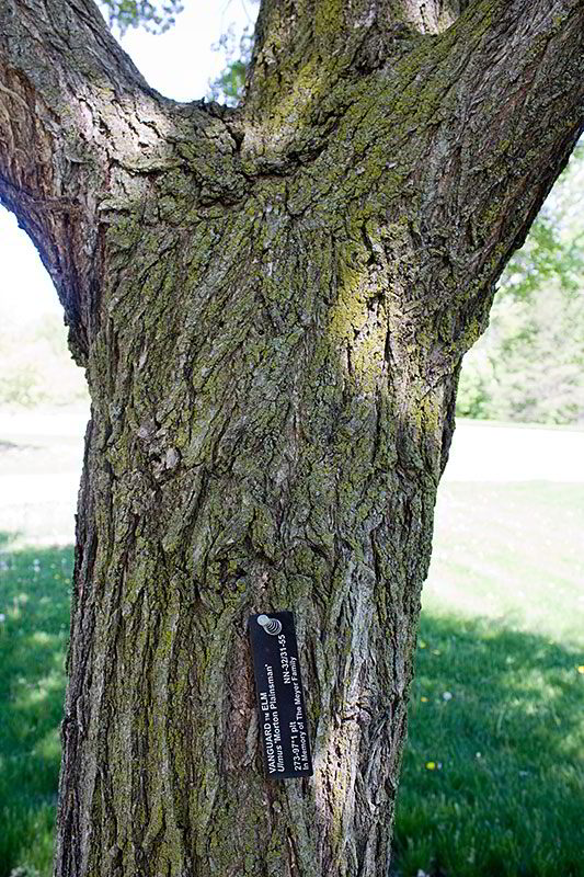 elm tree bark. Vanguard Elm Bark