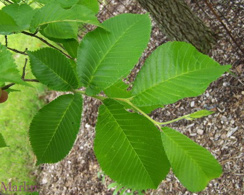 elm tree bark identification. red elm tree bark. Unorthodox