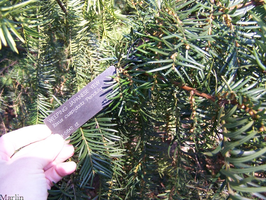 Weeping Japanese Yew