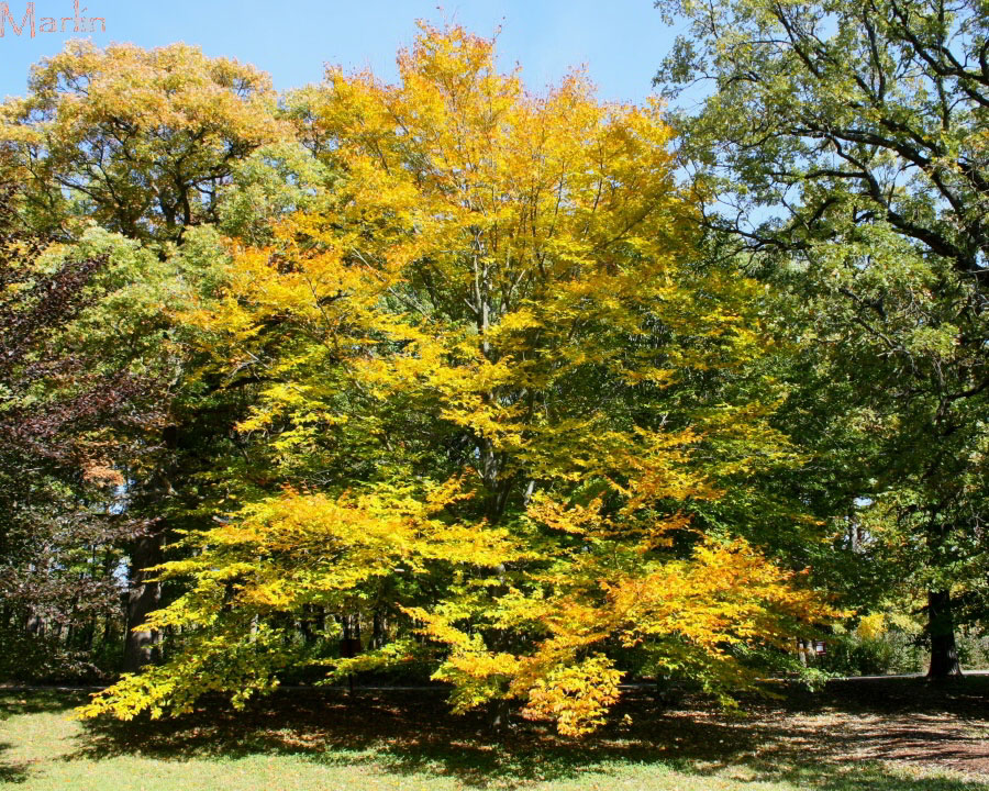 American Beech tree in butter-yellow fall colors October 19th, near Chicago