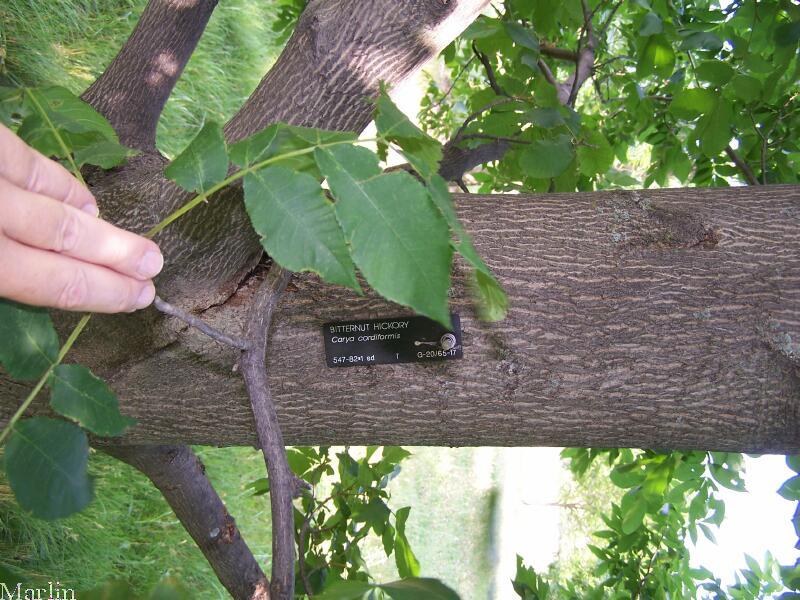 Bitternut Hickory Leaves