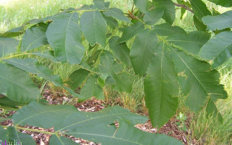 Bitternut Hickory