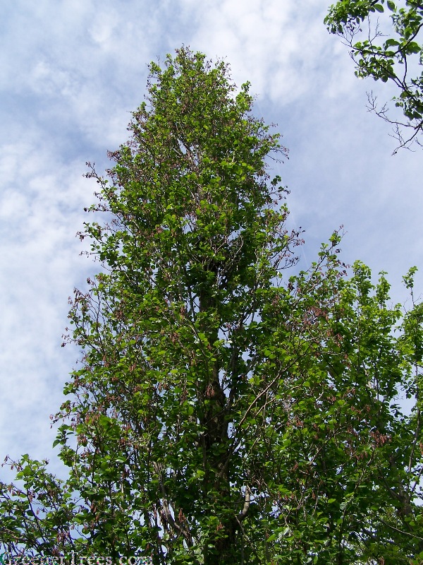 Pyramidal Black Alder