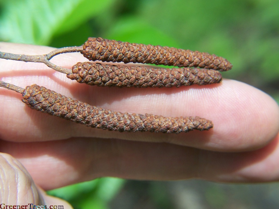 Pyramidal Black Alder male catkins